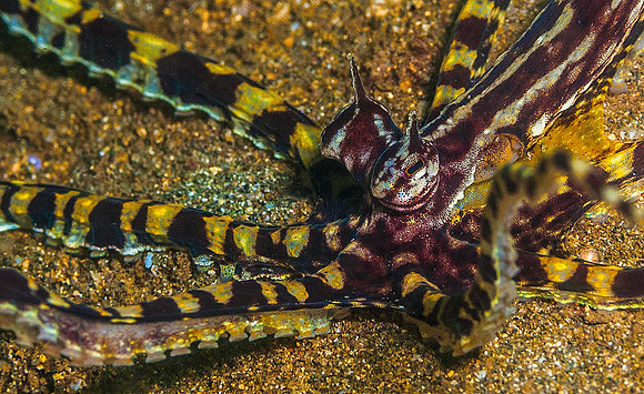 Mimic Octopus 6225
