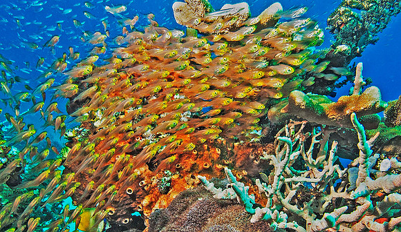 Reef 5670