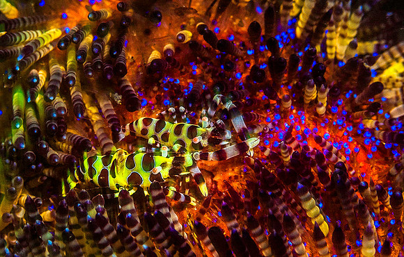 Coleman Shrimp on Fire Urchin 6281