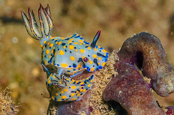 Nudibranch6210