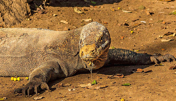 Komodo Dragon 5840