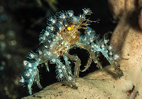 Crab 6151