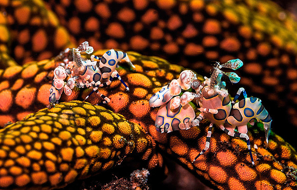 Harlequin Shrimp 5382