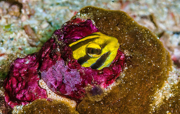 Blenny 5963