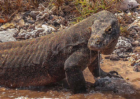 Komodo Dragon 5944