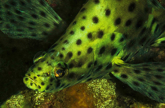 Barramundi 5897