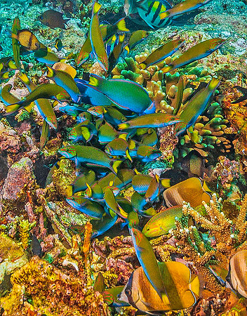 Reef 5711