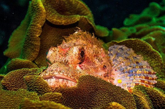 Scorpion Fish 5473