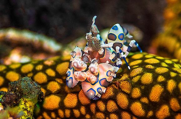 Harlequin Shrimp 5349