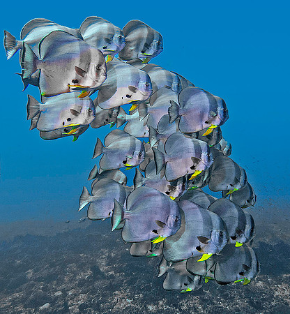 Spadefish 5639