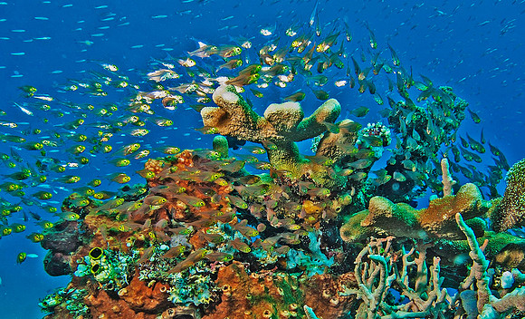 Reef 5671