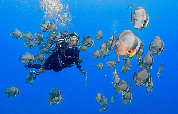 Spadefish 5644