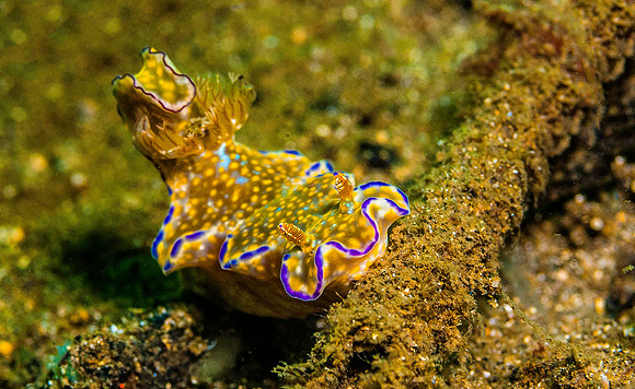 Nudibranch 6237