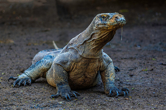 Komodo Dragon 5826