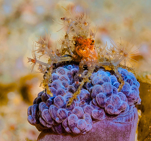 Crab 5801