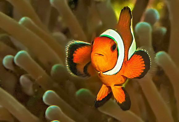 Clown Anemonefish5977