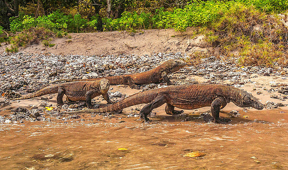 Komodo Dragon 5925
