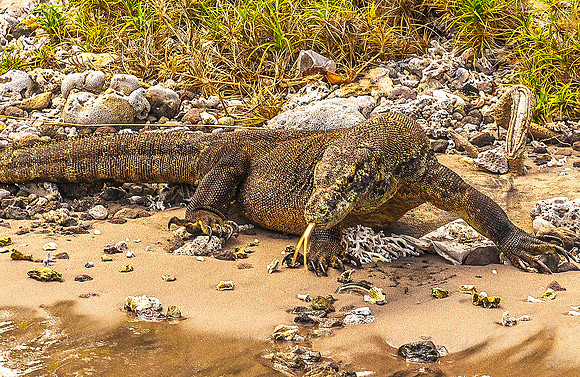 Komodo Dragon 5938