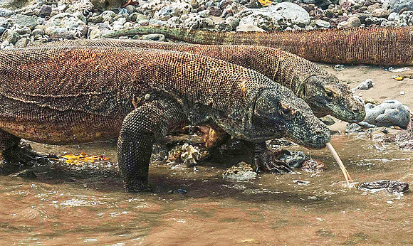 Komodo Dragon 5924