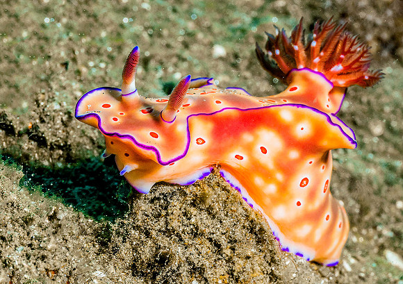 Ambon T-Bar Nudibranchp4190052