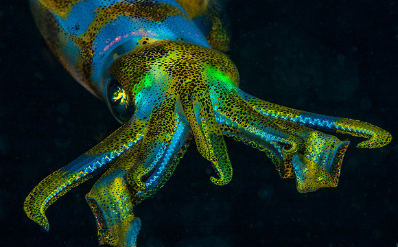 Squid5792