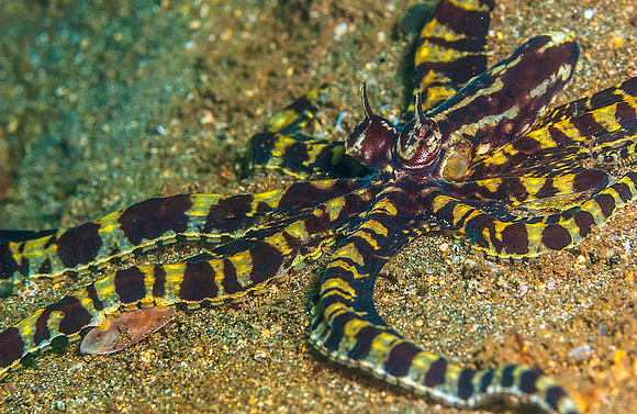 Mimic Octopus 6221