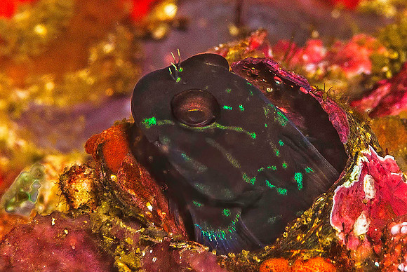 Blenny 5908