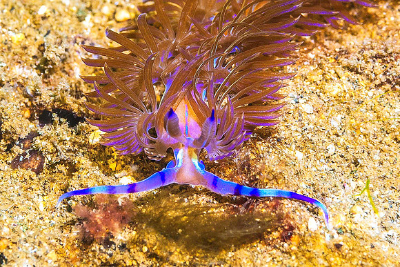 Nudibarnch 6287