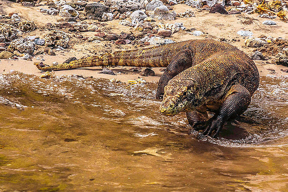 Komodo Dragon 5917