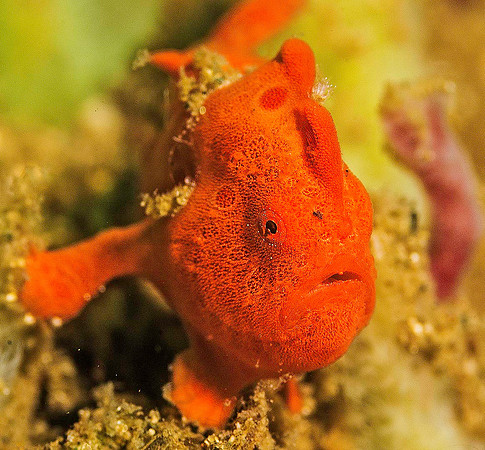 Frogfish 6248