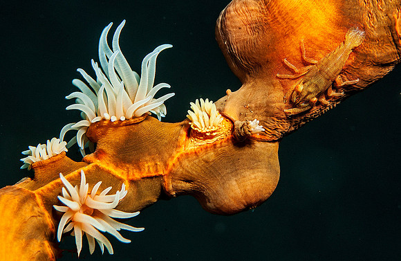 Wire Anemone 6130