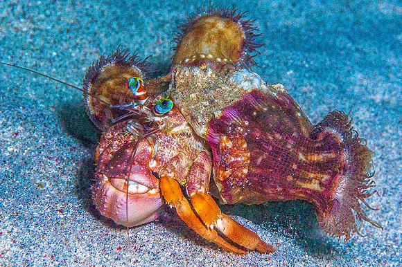 Hermit Crab 6067