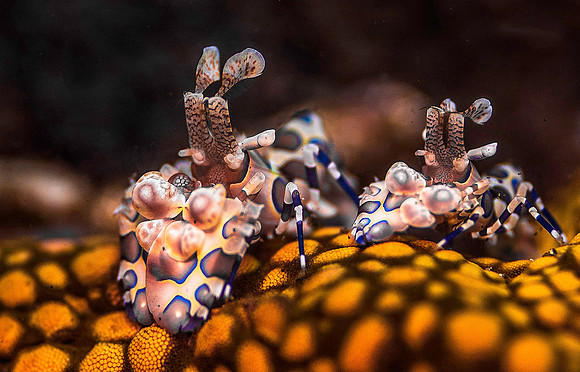 Harlequin Shrimp 5352