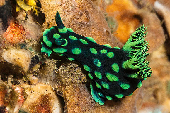 Nudibanch 6120