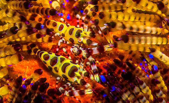 Coleman Shrimp on Fire Urchin 6277