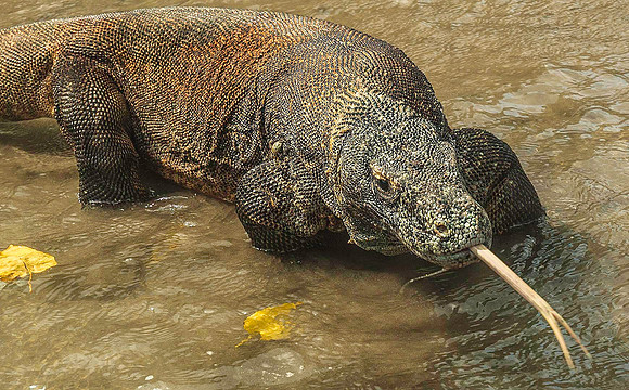Komodo Dragon 5934