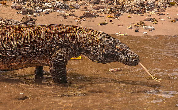 Komodo Dragon 5928
