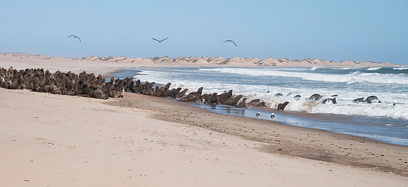 Skeleton Coast 6198