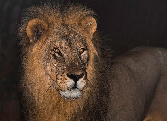 Lion, Ongava Game Reserve, Etosha National Park 6248