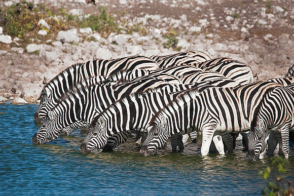 Zebras, Etosha National Park 6268