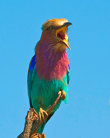 Lilac Breasted Roller, Ongava Game Reserve, Etosha National Park 6324