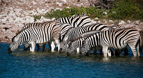 Zebras, Etosha National Park 6273