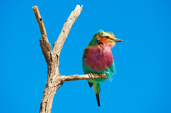 Lilac Breasted Roller, Ongava Game Reserve, Etosha National Park 6315
