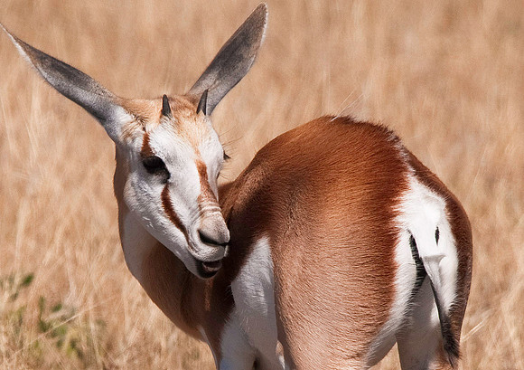 Antelope, Ongava Game Reserve, Etosha National Park 6311