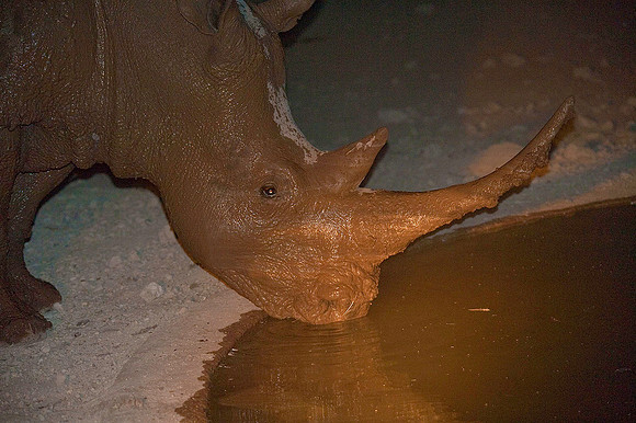 Rhinocerous, Ongava Game Reserve, Etosha National Park 6248