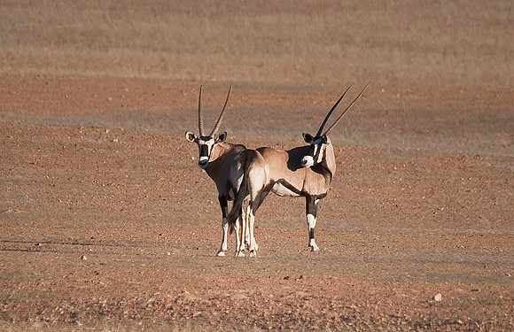 Oryx - Skeleton Coast 6156