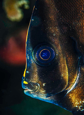 Batfish 2889