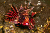 Lionfish, with pink parasitic Isopod on lower lip 2375