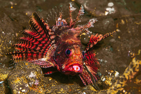 Lionfish, with pink parasitic Isopod on lower lip 2375