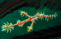 Ornate Ghost Pipefish 2859